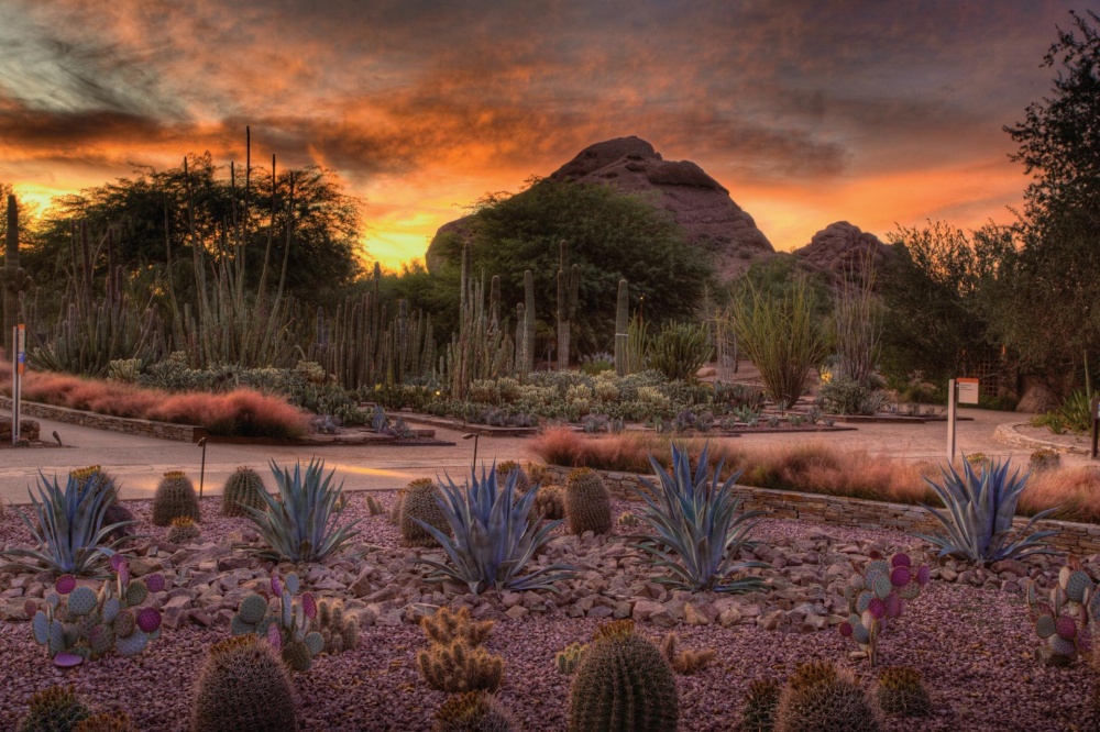 DESERT BOTANICAL GARDEN
